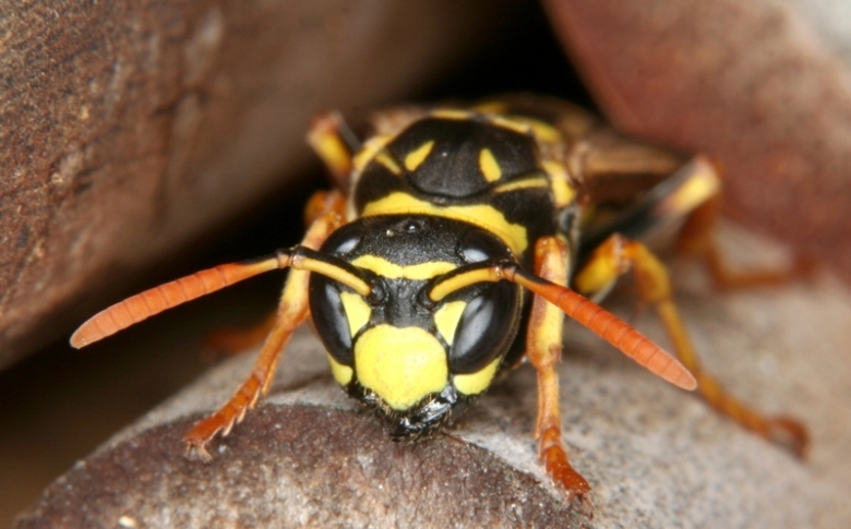 Gallische Feldwespe (Polistes dominulus) Gallische Feldwespe (<i>Polistes dominulus</i>)